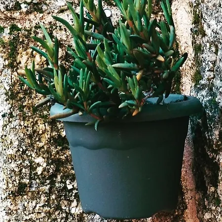 Casa Andorinhas * Seia