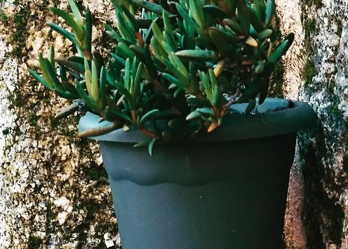 Casa Andorinhas * Сейя